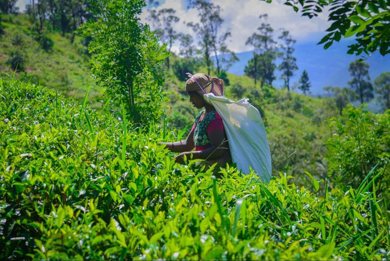 Lak Sewana Home Stay Kandy Bagian luar foto